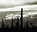 Sonoran Desert